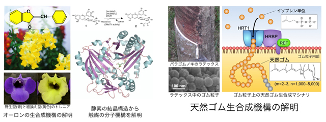 新規な生化学反応を触媒する酵素の探索と触媒の分子機構解明