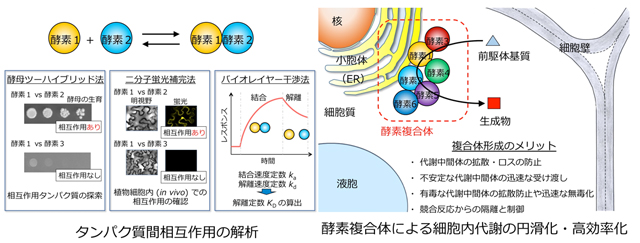 酵素複合体形成による高度な代謝制御機構の解明