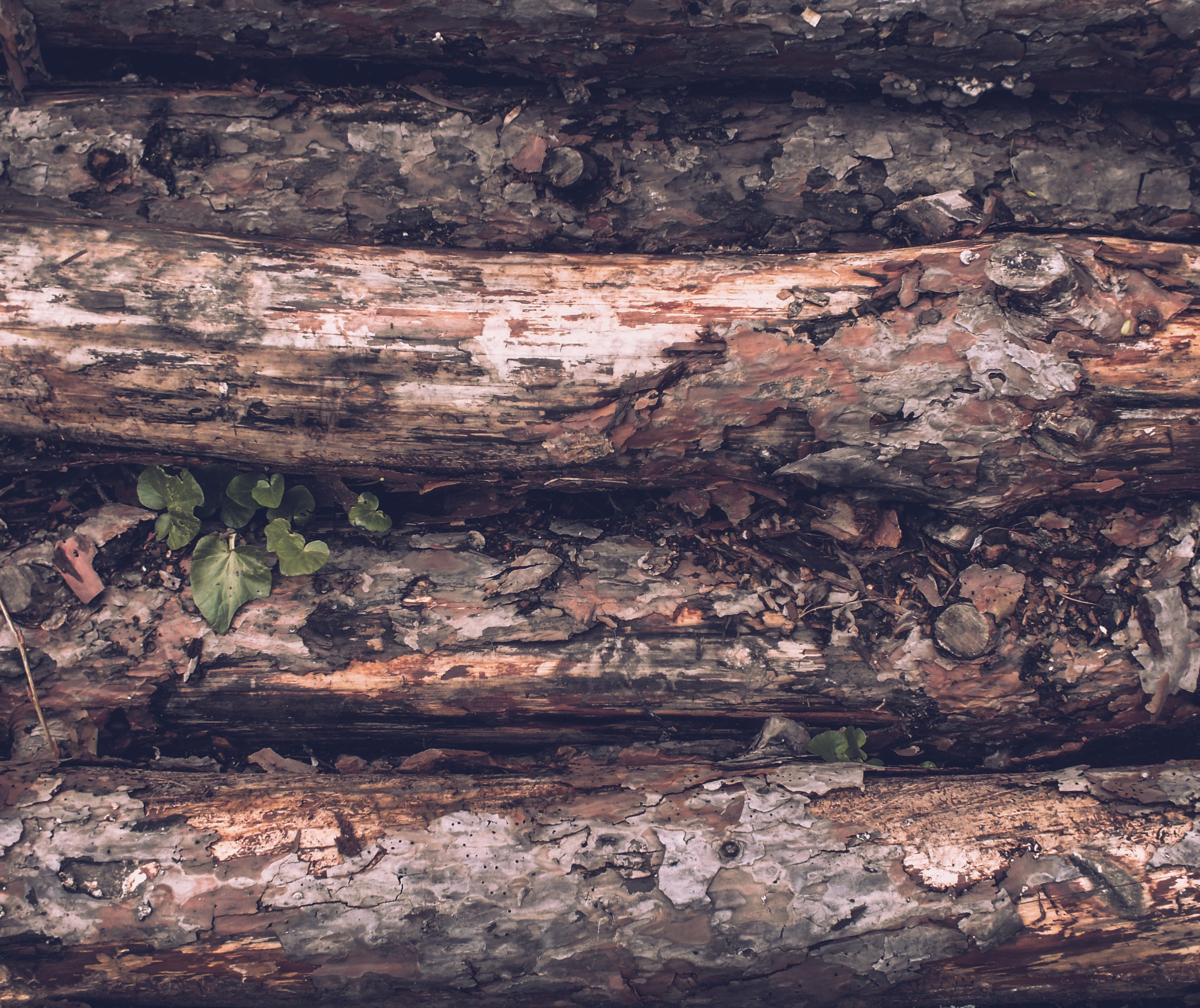 cropped-denis-agati-1450283-unsplash-2.jpg