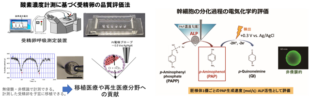 受精卵や幹細胞の機能評価に応用可能な研究ツールの開発