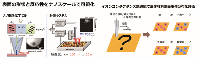 走査型プローブ顕微鏡に基づく機能材料・電極材料の局所性能解析