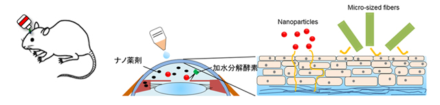 角膜バリアを突破するナノ粒子点眼薬