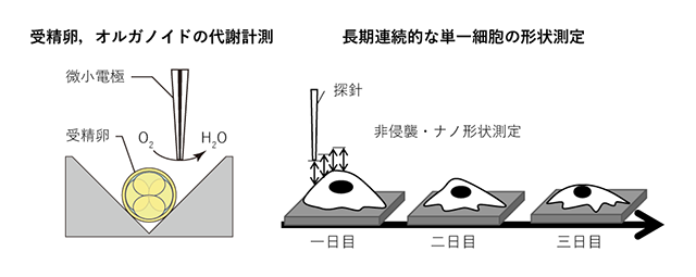 受精卵や幹細胞の機能評価に応用可能な研究ツールの開発