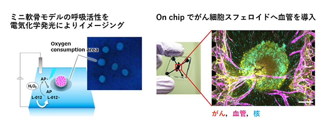 走査型プローブ顕微鏡に基づく機能材料・電極材料の局所性能解析