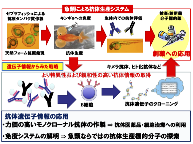 魚類バイオテクノロジー