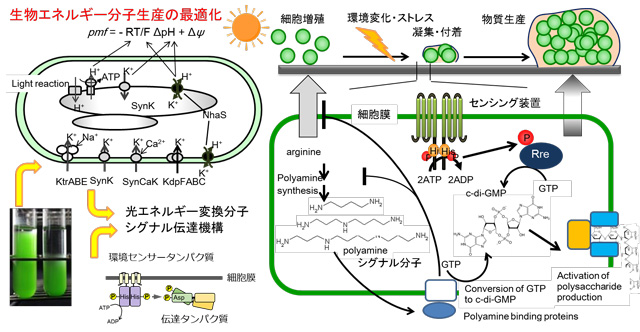 生物エネルギーの合成・変換メカニズム