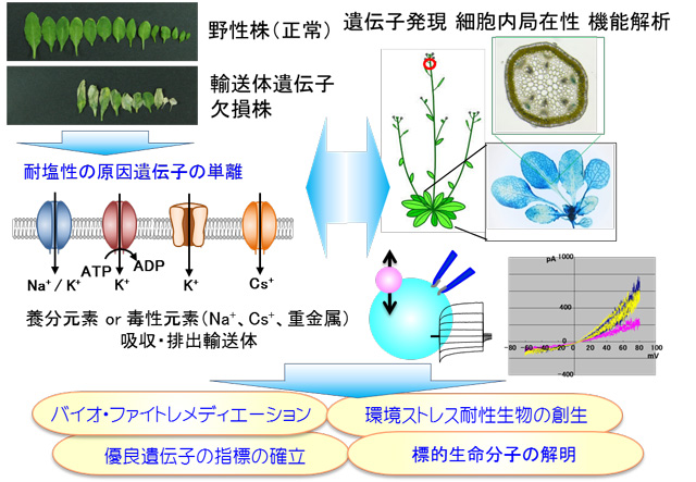 環境ストレスに対抗する分子装置の探索と創生